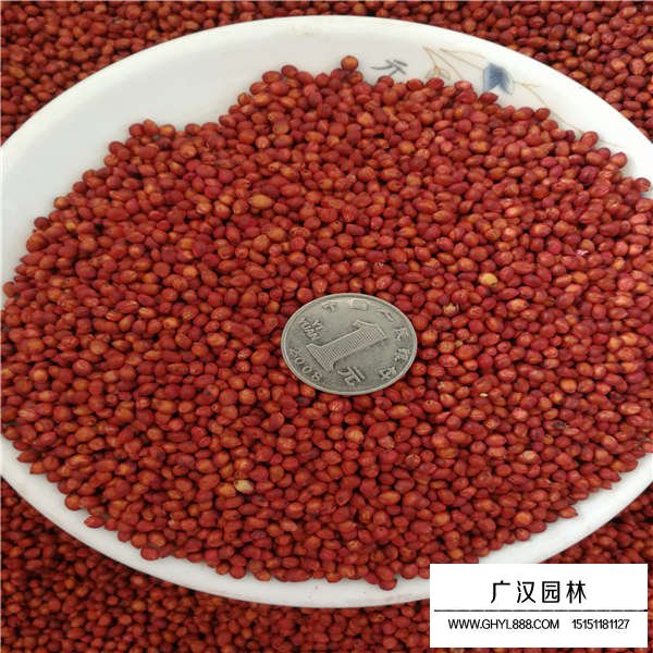 高丹草种子多少钱一斤(图2)