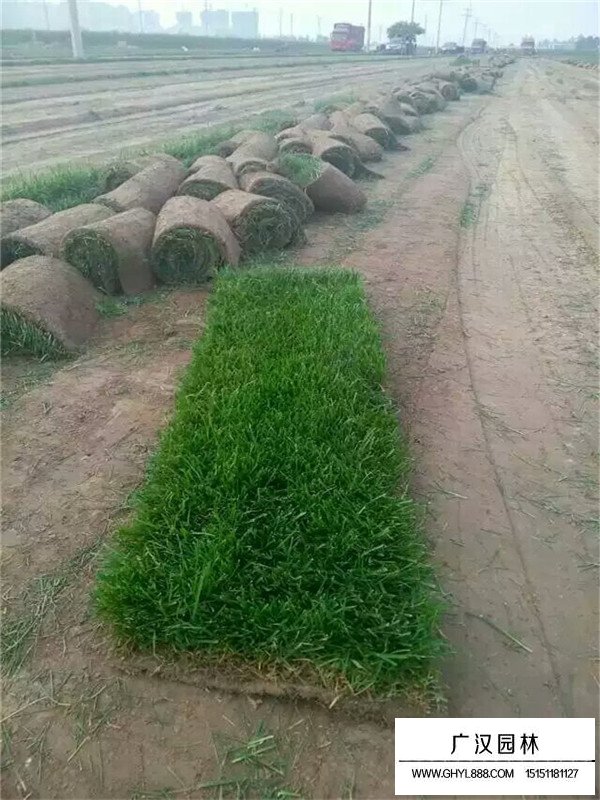 百慕大草坪