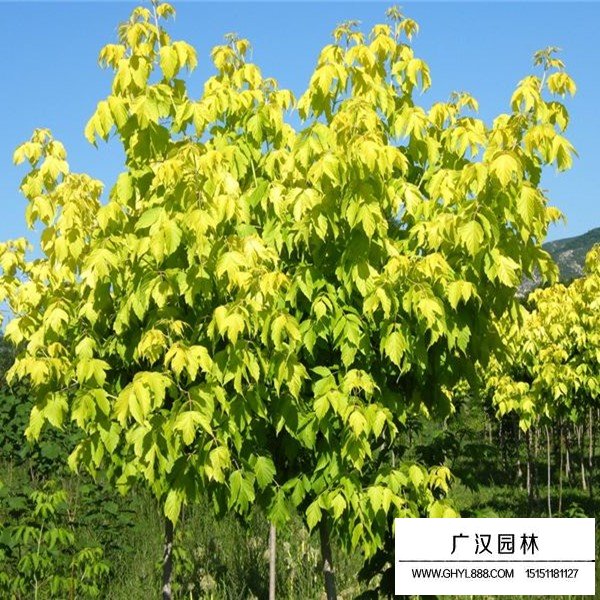 金叶复叶槭
