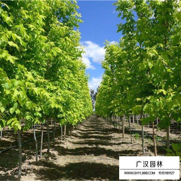 金叶复叶槭