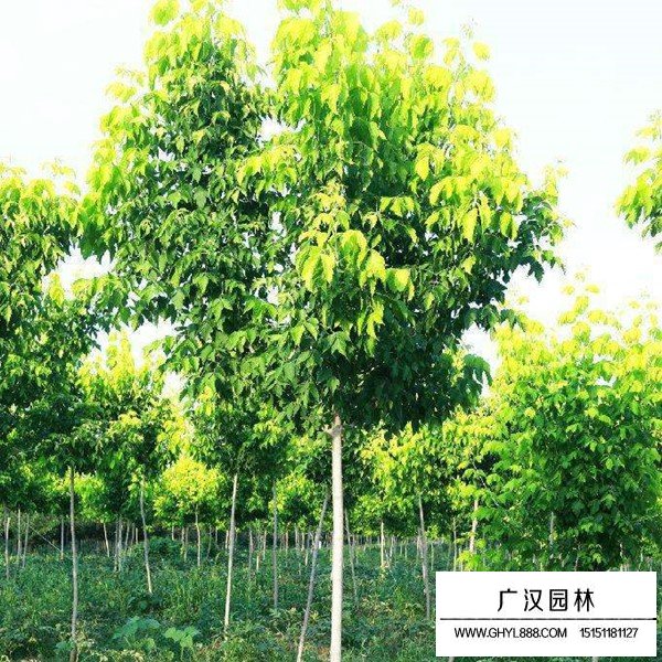 金叶复叶槭的繁殖方法(图1)