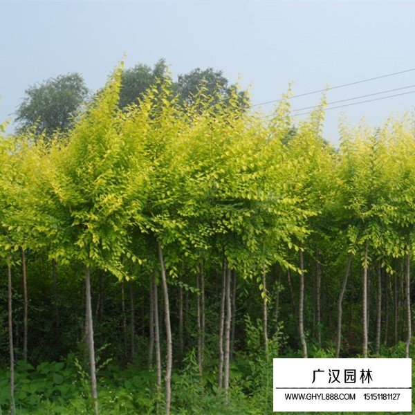 金叶复叶槭的繁殖方法(图2)