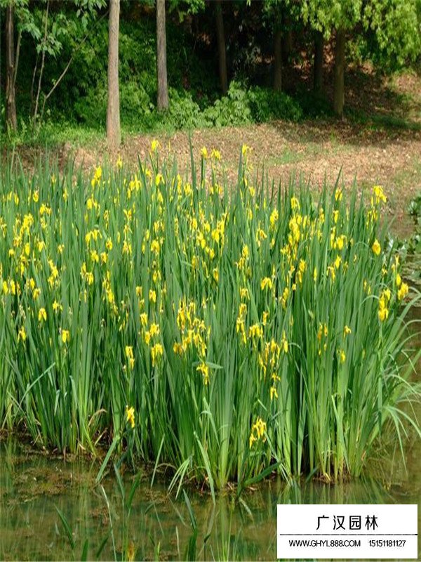 黄菖蒲介绍(图2)