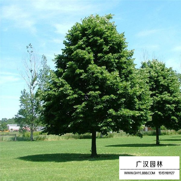 椴树