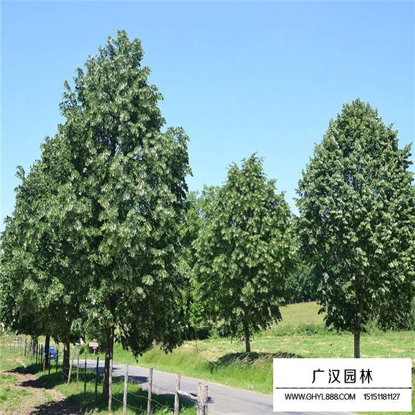 椴树