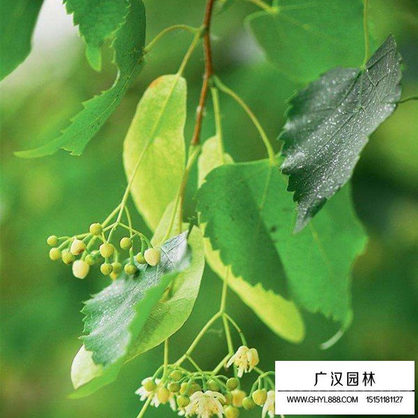 椴树