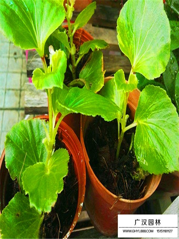 海棠苗的种植小技巧(图2)