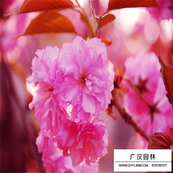 红叶樱花介绍(图3)