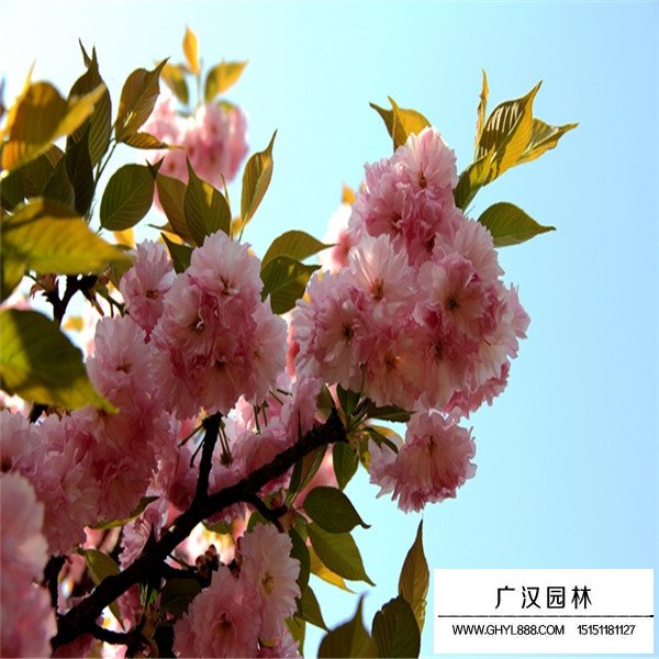 红叶樱花介绍(图4)