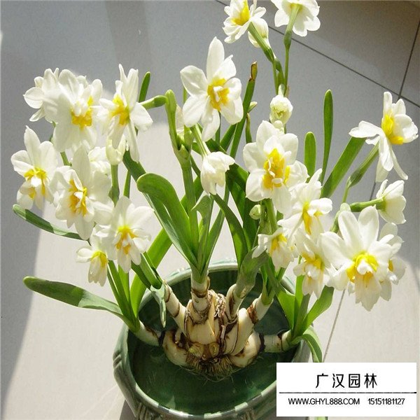 水仙花简介(图1)