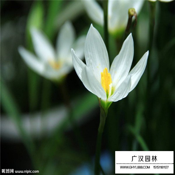 水仙花简介(图2)