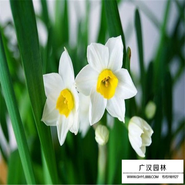 水仙花简介(图3)