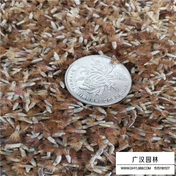 矢车菊种子多少钱一斤(图3)