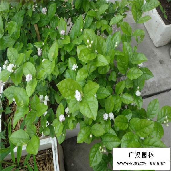 茉莉花介绍(图1)