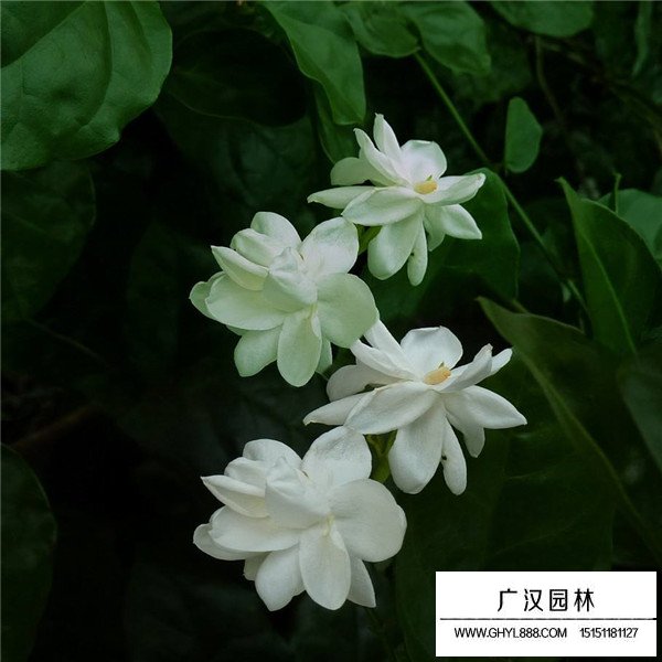 茉莉花介绍(图2)