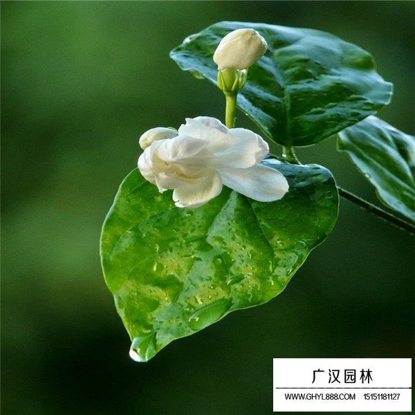 茉莉花介绍(图4)