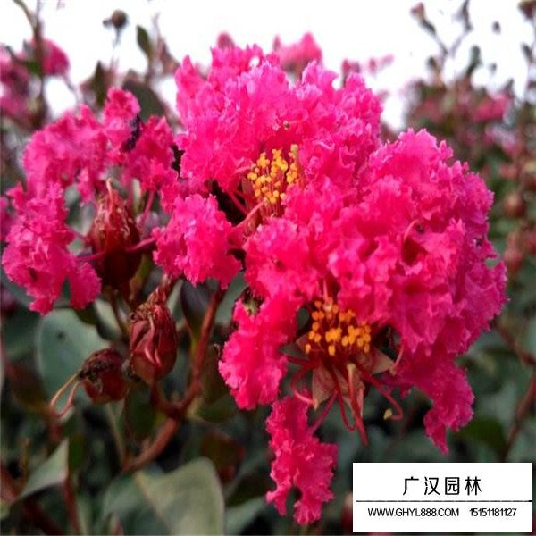 三红紫薇种植(图4)