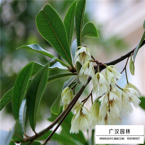 杜英树