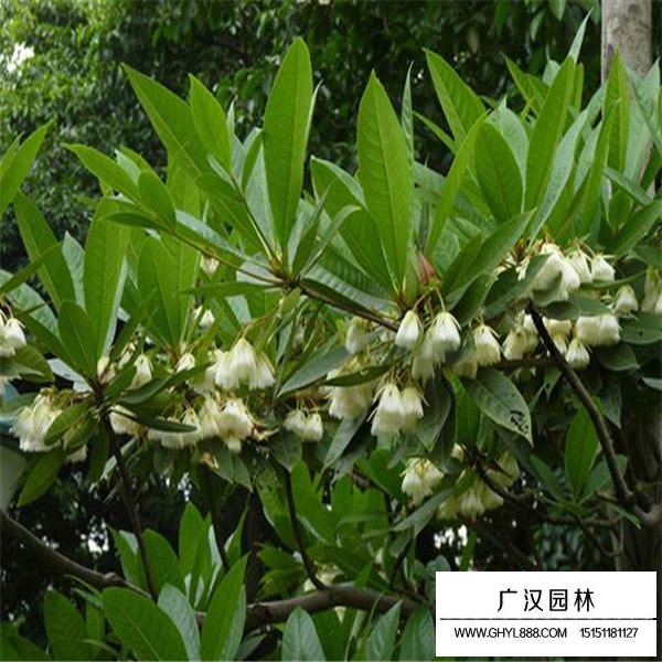 杜英树