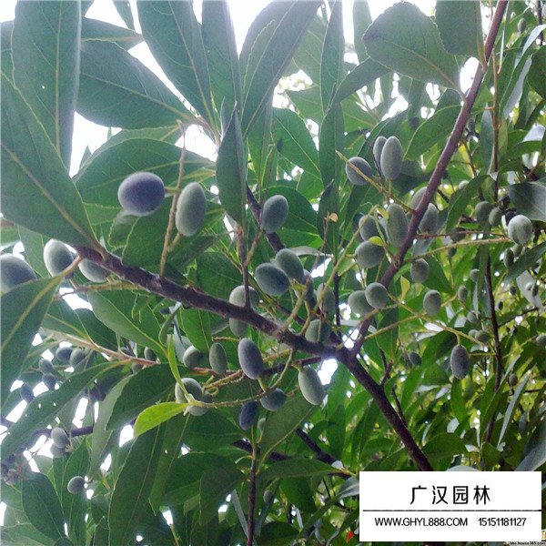 杜英树