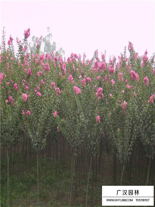 紫薇树的田间种植方法(图2)