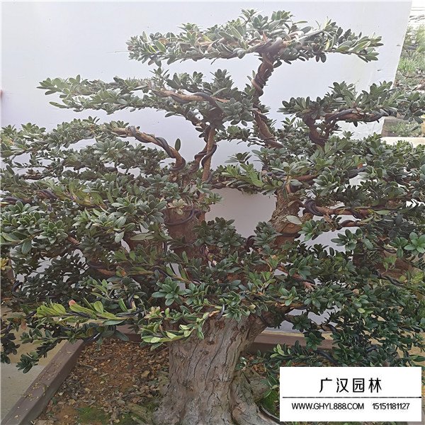 米叶罗汉松盆景(图3)