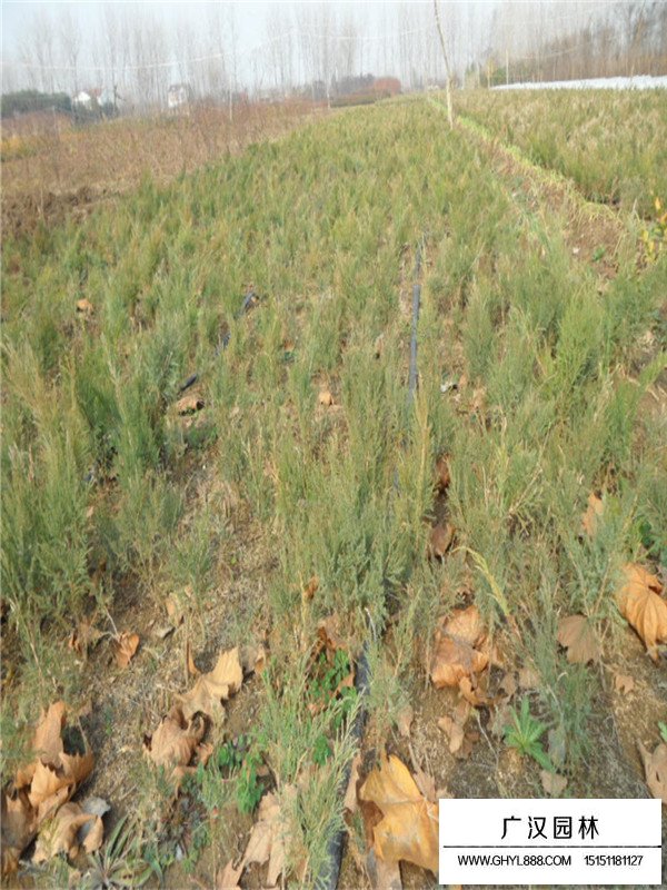 沙地柏的栽培技术(图2)