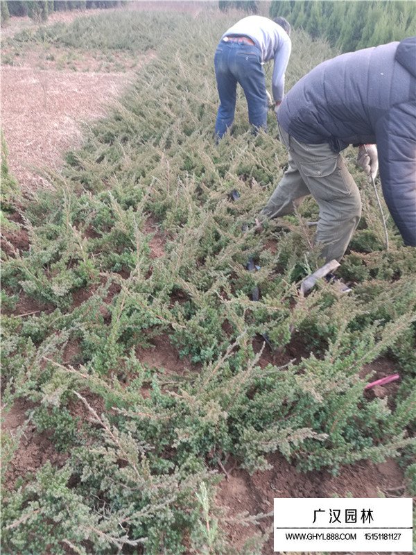 沙地柏和铺地柏有什么区别(图1)