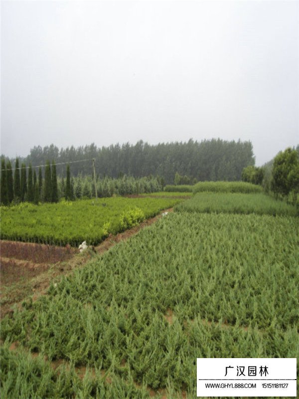 铺地柏和沙地柏的区别在哪里(图2)