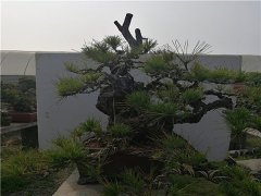 日本黑松盆景