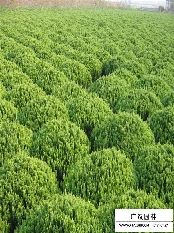 龙柏的种植方法(图3)