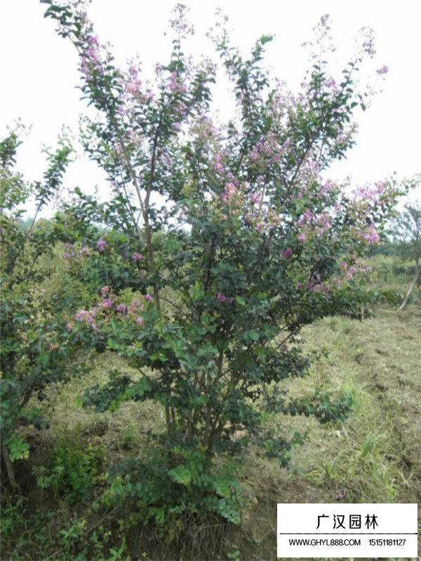 紫薇树的园林价值(图1)