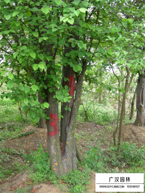 木瓜树基地分布在哪里(图3)