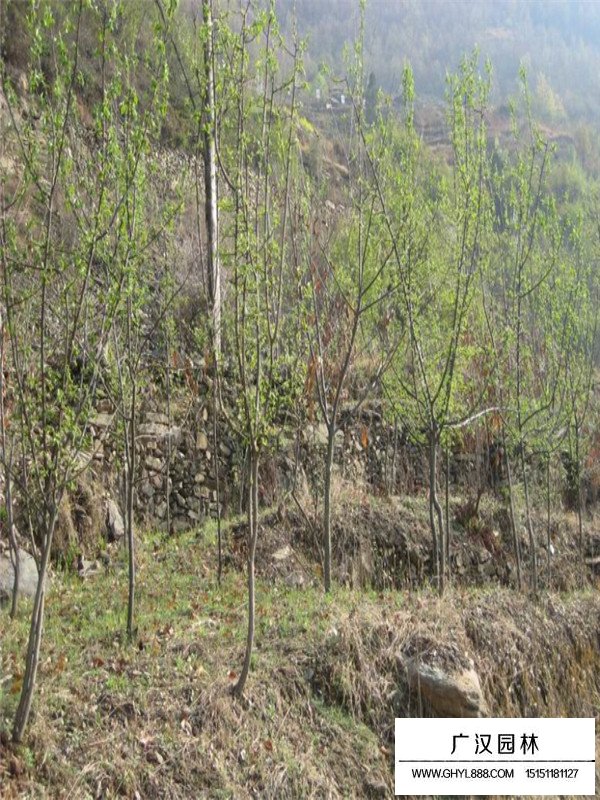 木瓜树基地分布在哪里(图4)