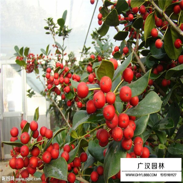 赤楠种子怎样种植(图2)