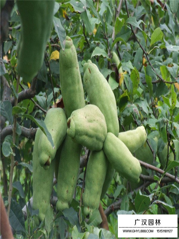 木瓜种类(图1)