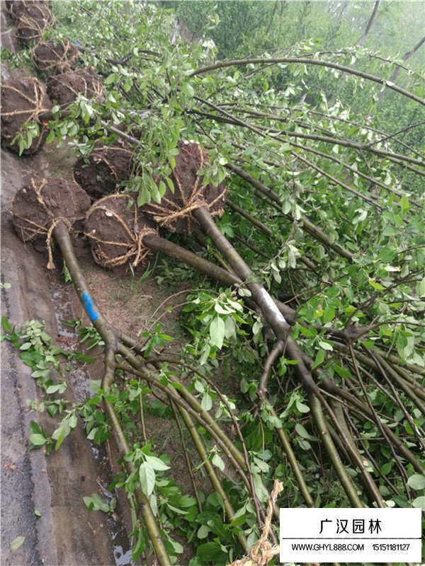 西府海棠的种植方法(图1)