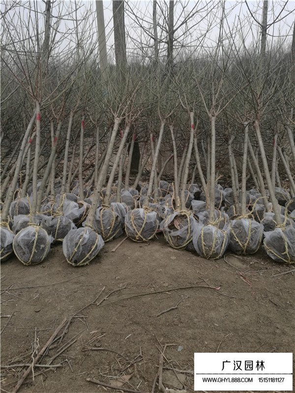 红梅主要品种介绍(图2)