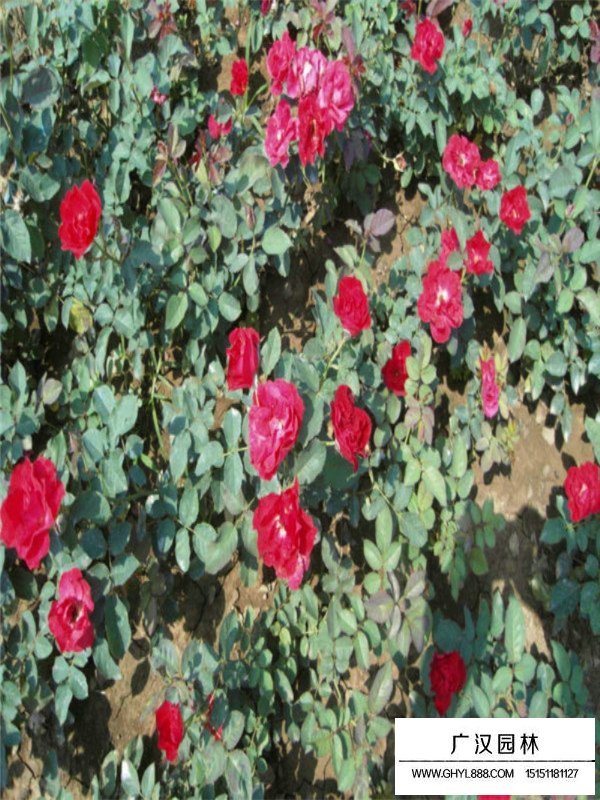 红帽月季的种植方法(图1)