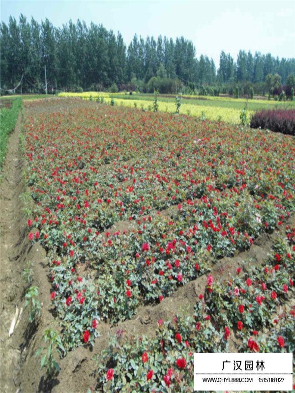 红帽月季的种植方法(图2)