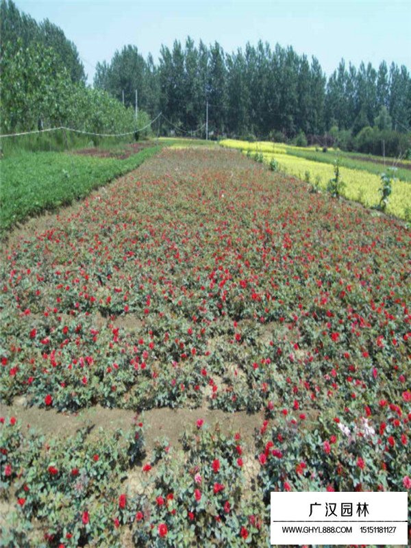 红帽月季的养殖方法(图3)