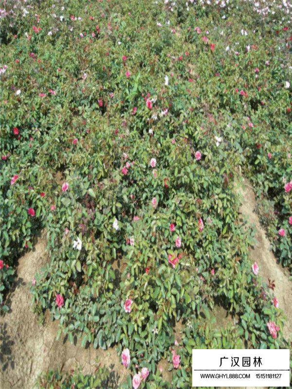 红帽月季的栽培技术(图2)