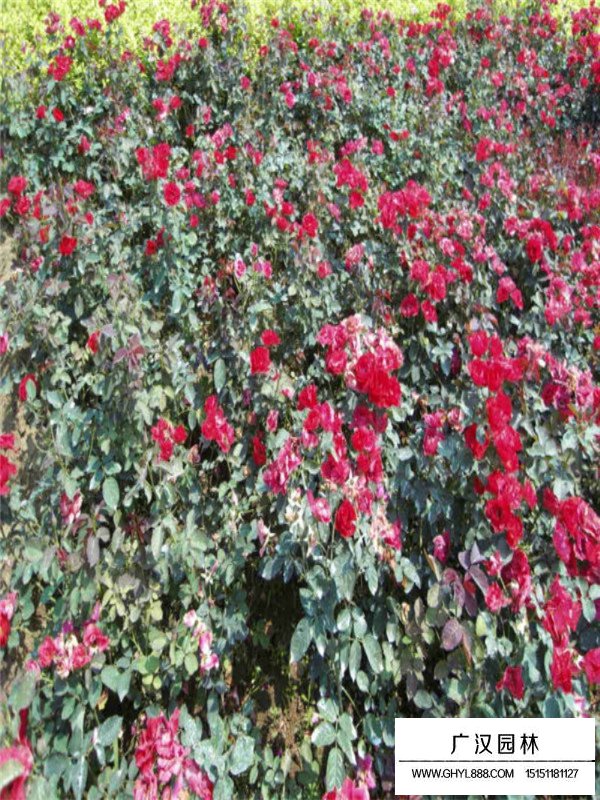红帽月季的栽培技术(图3)