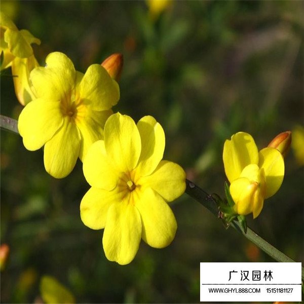 迎春花的相干信息(图4)