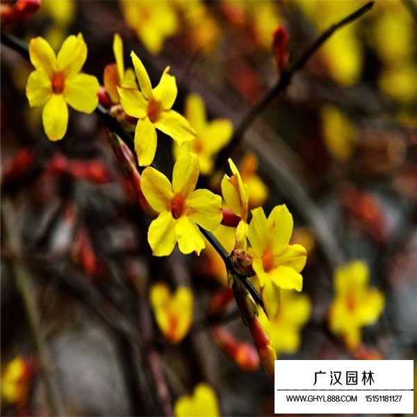 迎春花的花期管理(图1)