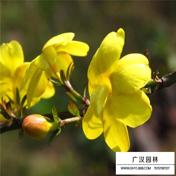 迎春花与连翘和野迎花的区别(图3)