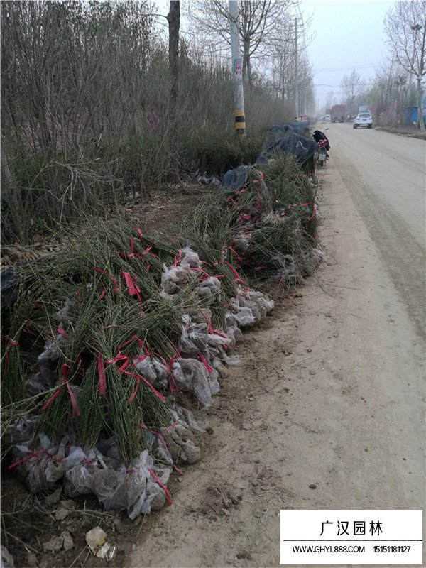 迎春花相关传说(图3)