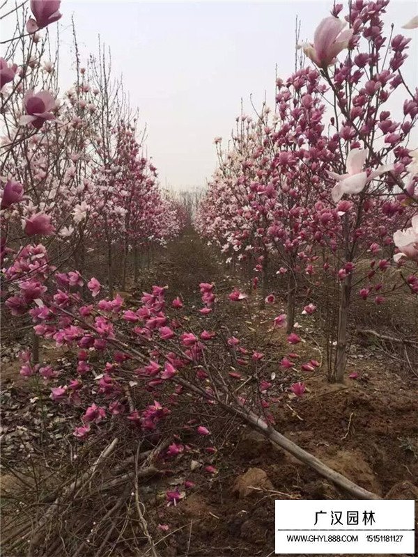 紫玉兰的花期管理(图1)