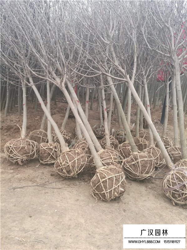 紫玉兰的病虫害(图4)