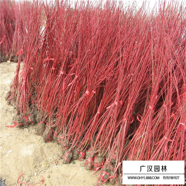 红端木的病虫害防治(图1)
